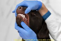5 Ways Dog Dental Health to Avoid the Risk of Disease