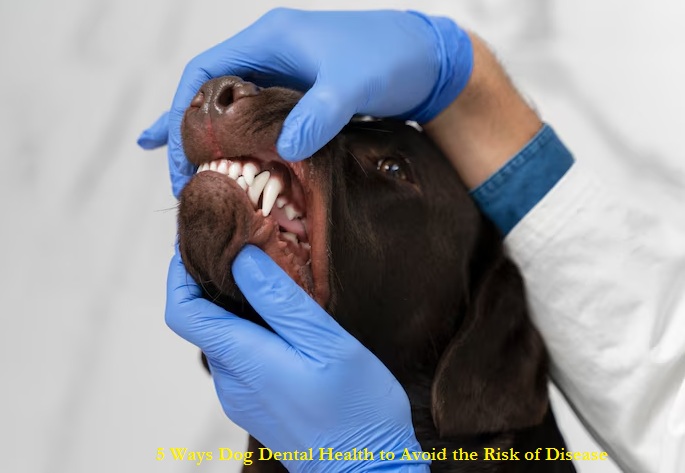 5 Ways Dog Dental Health to Avoid the Risk of Disease