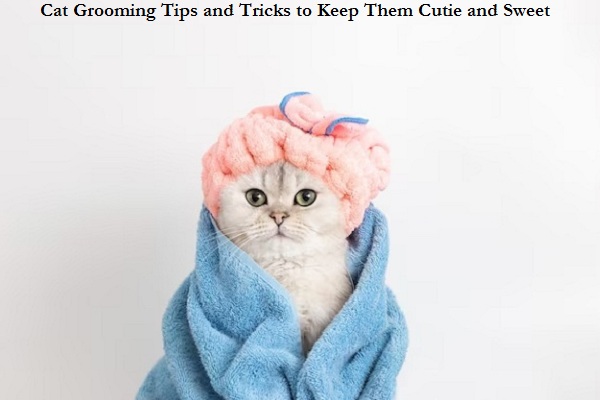Cat Grooming Tips and Tricks to Keep Them Cutie and Sweet