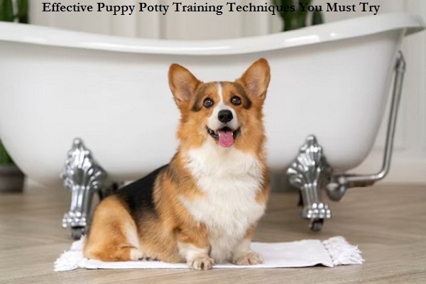 Effective Puppy Potty Training Techniques You Must Try
