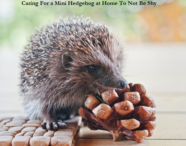 Caring For a Mini Hedgehog at Home To Not Be Shy