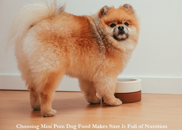 Choosing Mini Pom Dog Food Makes Sure It Full of Nutrition