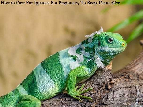 How to Care For Iguanas For Beginners, To Keep Them Alive