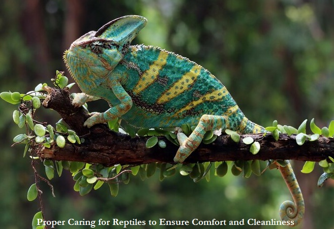 Proper Caring for Reptiles to Ensure Comfort and Cleanliness