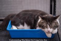 Understanding Why Kitten Not Using Litter Box