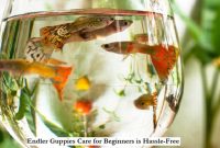 Endler Guppies Care for Beginners is Hassle-Free