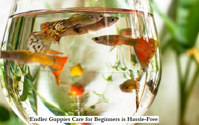 Endler Guppies Care for Beginners is Hassle-Free