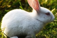 How to Take Care of Rabbits at Home to Live Like in Nature