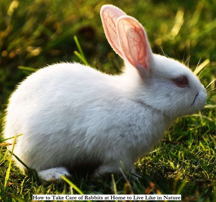 How to Take Care of Rabbits at Home to Live Like in Nature