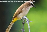 Caring for Trucukan Birds