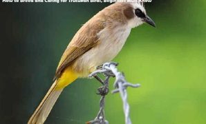 Caring for Trucukan Birds